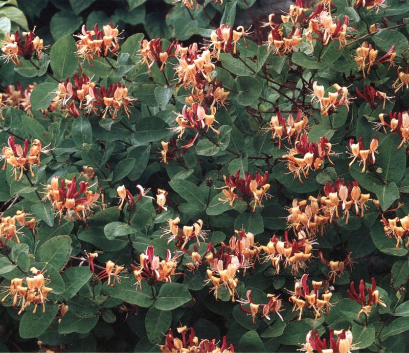 Жимолость вьющаяся "serotina" ("Серотина")