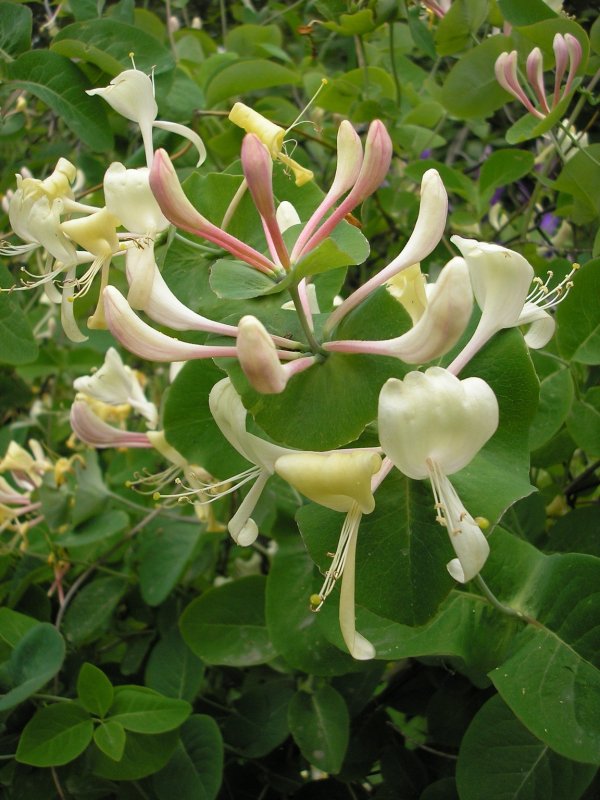 Жимолость вьющаяся "serotina" ("Серотина")