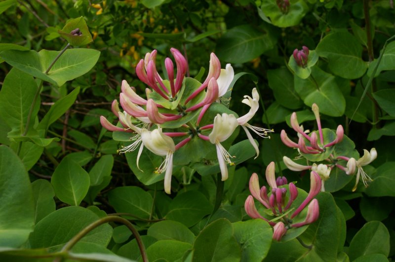 Жимолость каприфоль (Lonicera caprifolium)
