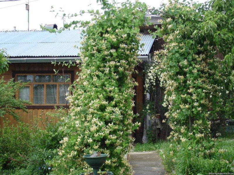Каприфоль ароматная Лиана