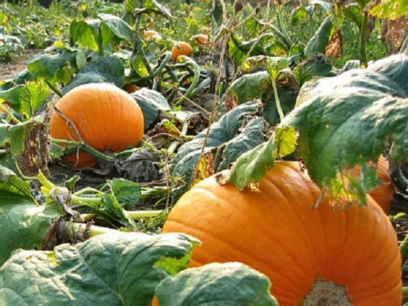 Тыква Cucurbita maxima