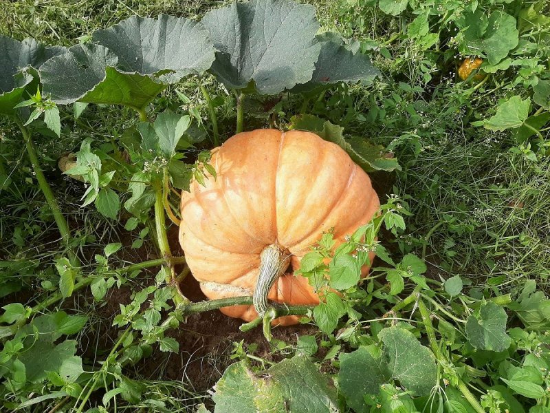 Тыква бахчевая культура