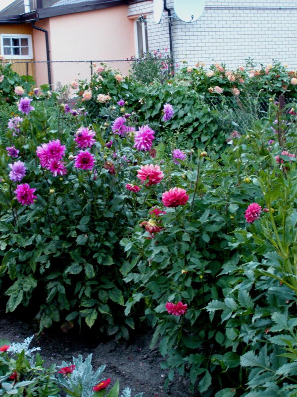 Георгины кусты многолетние