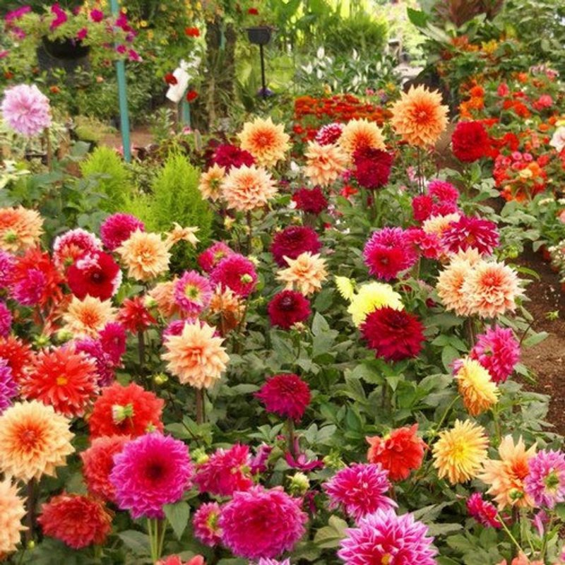 Георгина летняя (Dahlia variabilis) "Coltness"