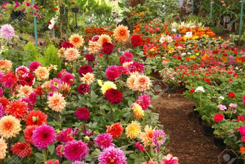 Dahlia Lake Ontario георгин