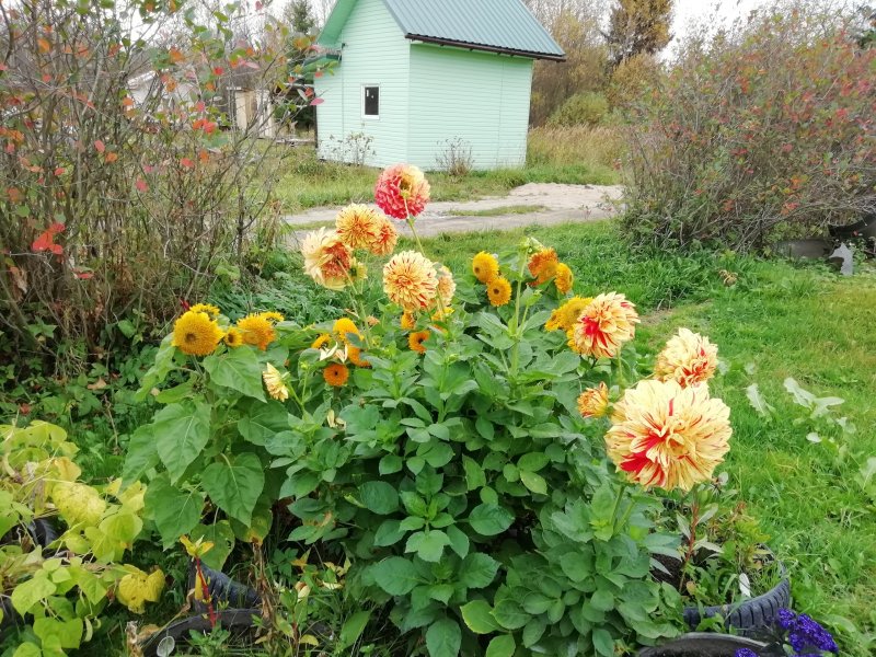 Астра кустарниковая пионы клумба