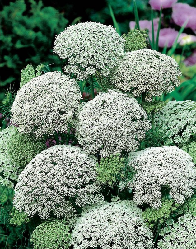 Ammi majus Visnaga