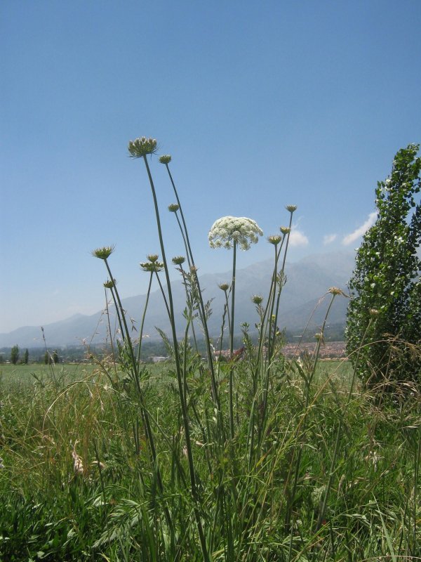 Амми (Ammi) majus Visnaga
