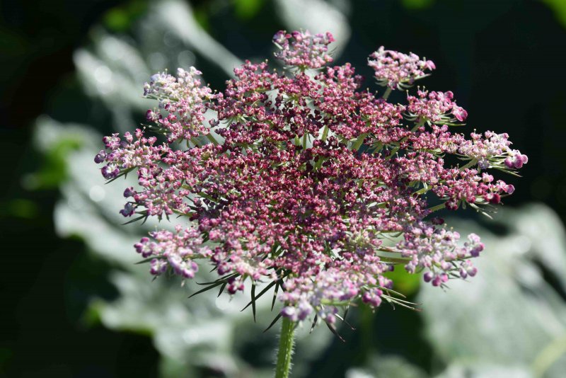 Амми зубная (Ammi Visnaga (l.) lam.).