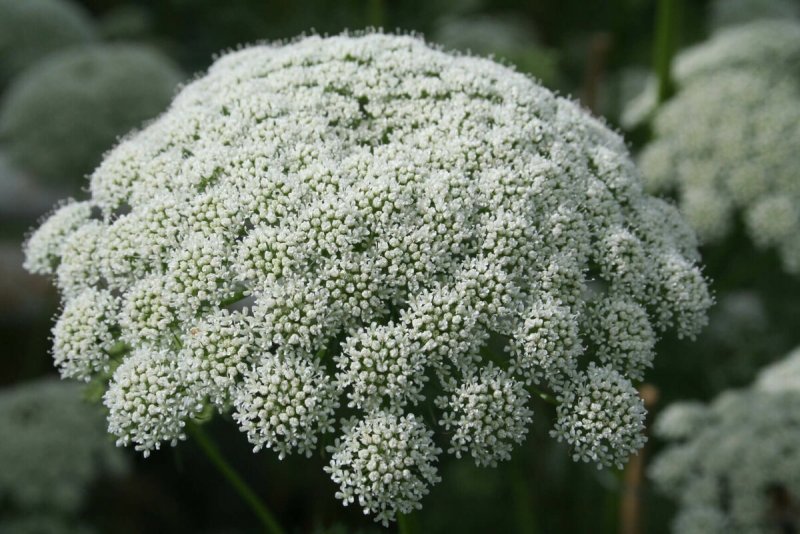 Ammi majus