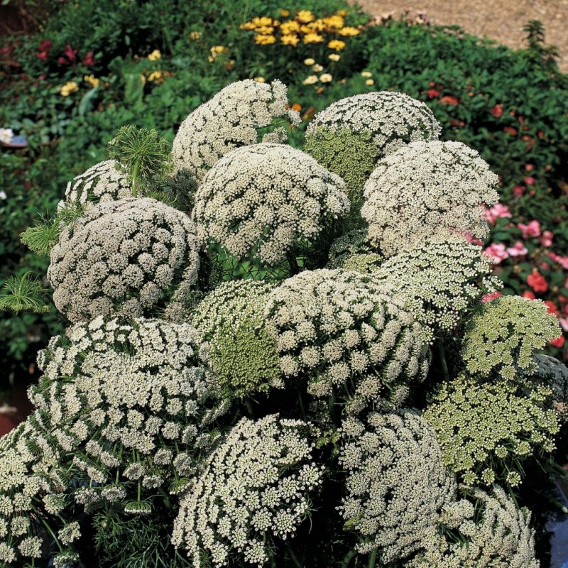 Ammi Visnaga растение