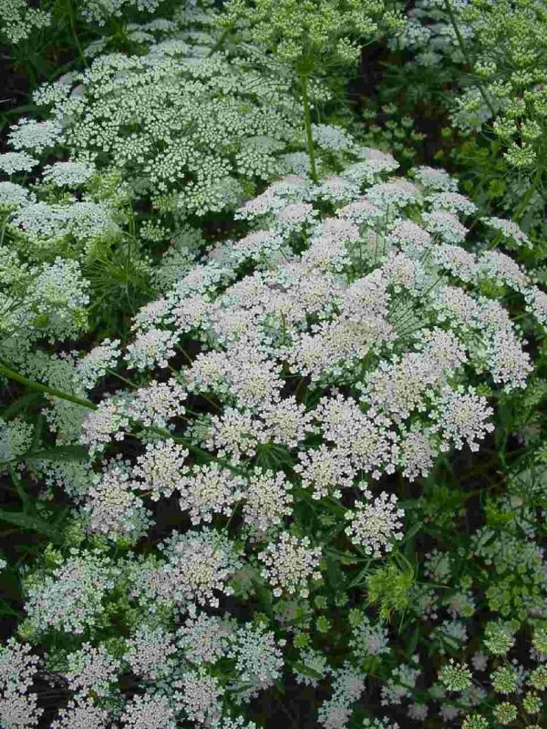 Амми Visnaga