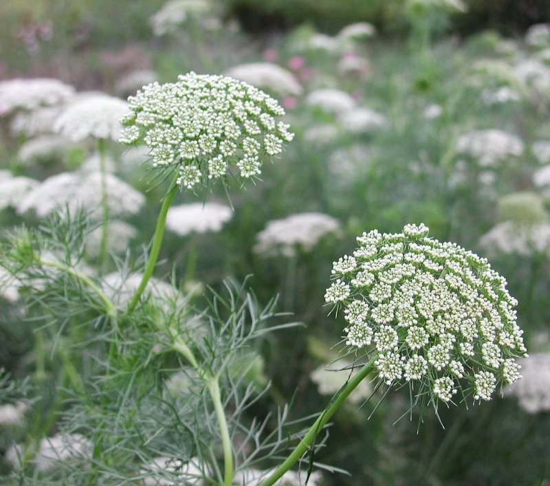 Амми (Ammi) majus Visnaga