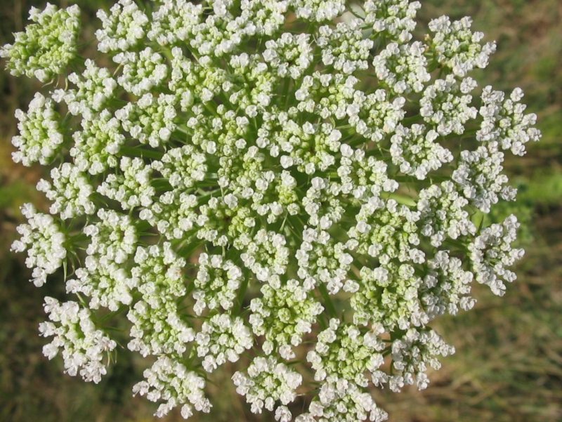 Виснага морковевидная