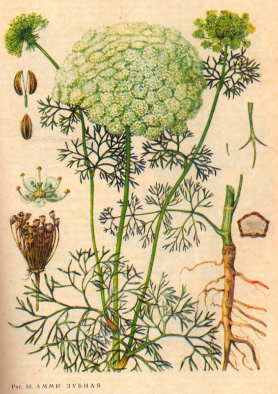 Амми зубная (Ammi Visnaga)