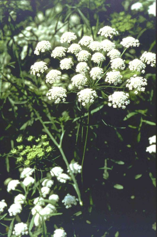 Амми большая (Ammi majus)