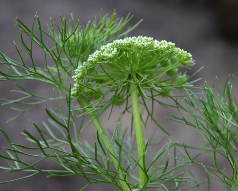 Ammi Visnaga l60