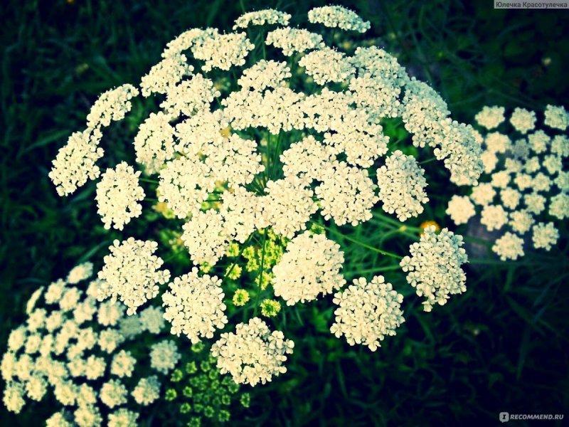 Амми зубная