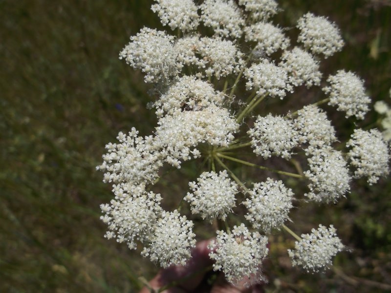 Амми (кружево королевы Анны