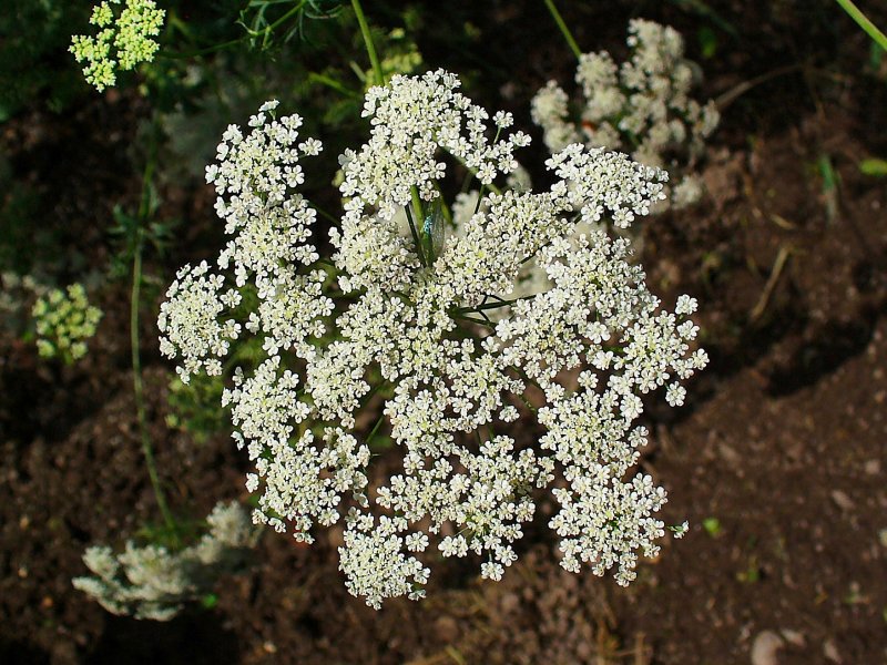 Амми Касабланка