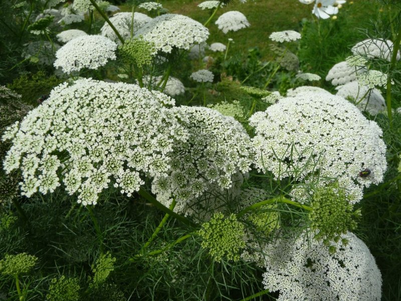 Ammi Visnaga растение