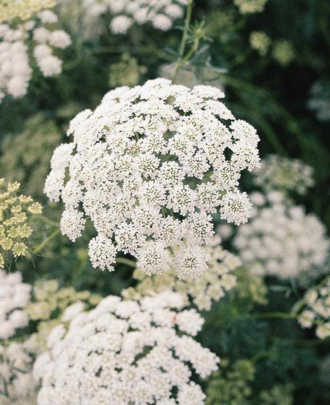 Амми Visnaga