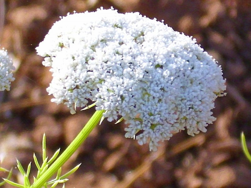 Ammi Visnaga растение