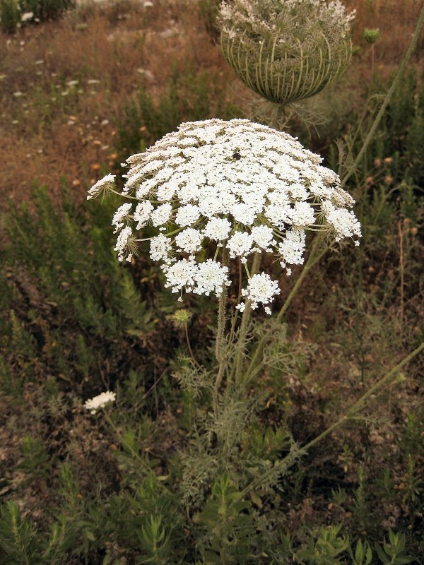 Daucus carota цветок