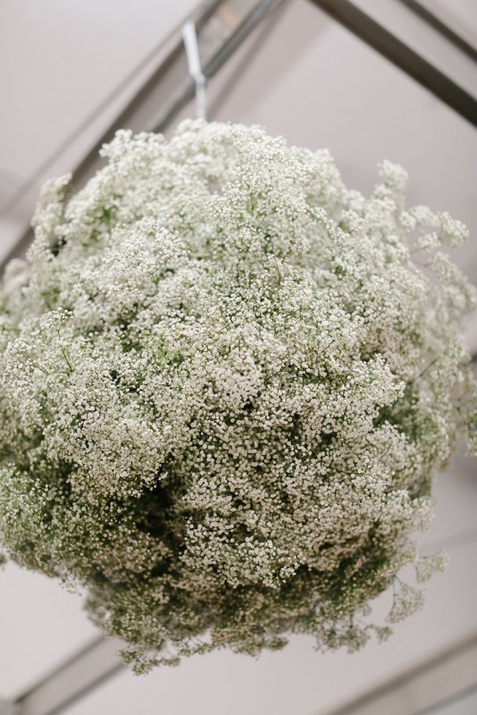 Daucus carota сухоцвет