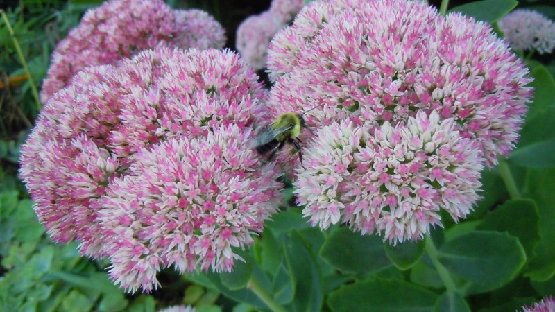 Visnaga daucoides семейство