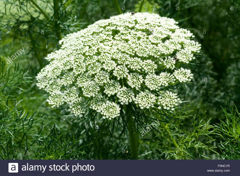Амми большая