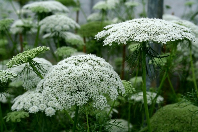 Ammi Visnaga растение