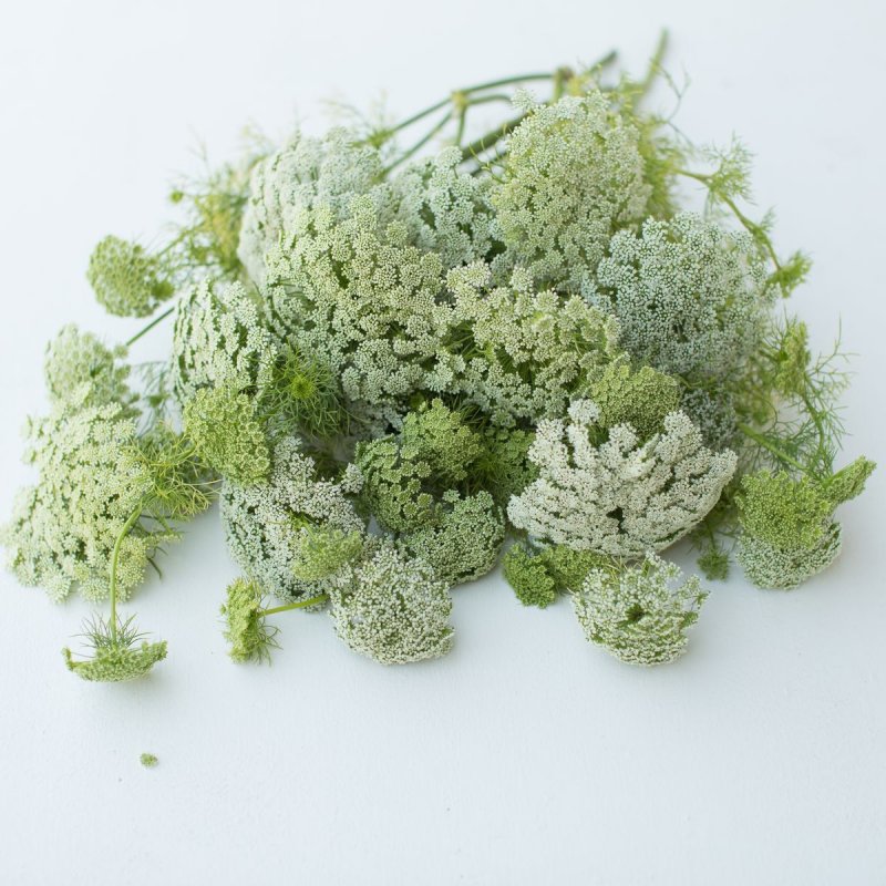 Растение Pimpinella anisum