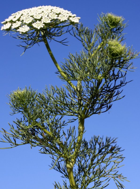 Ammi majus