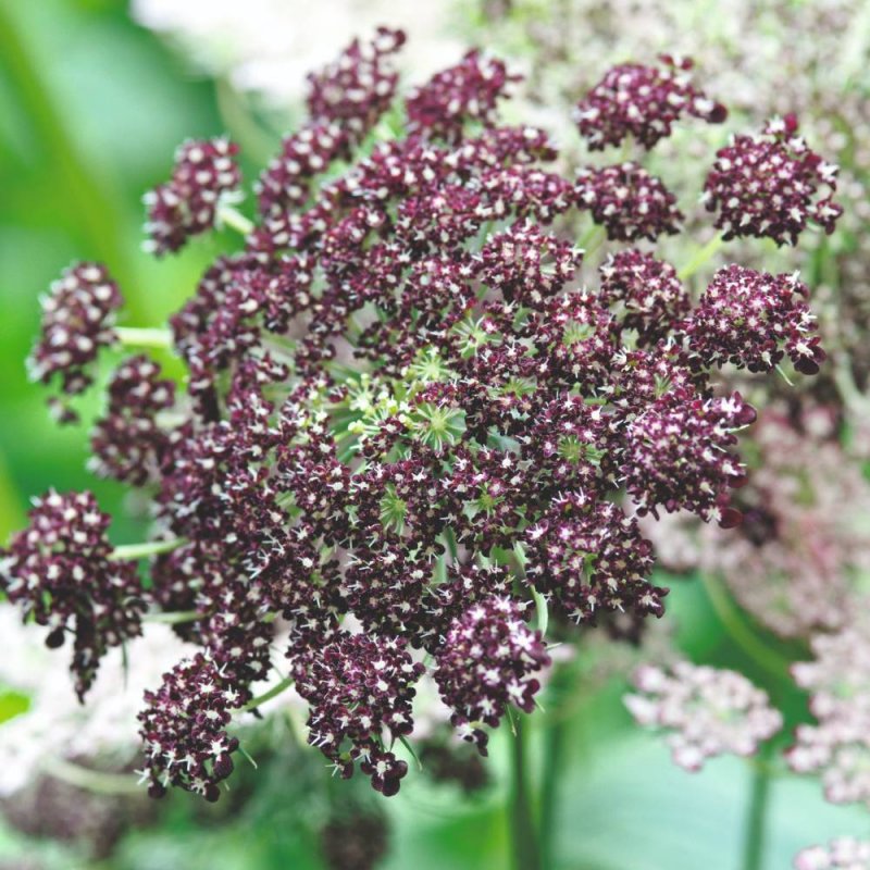 Daucus carota цветок