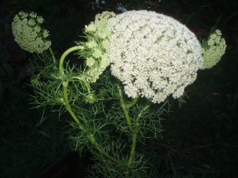 Виснага морковевидная