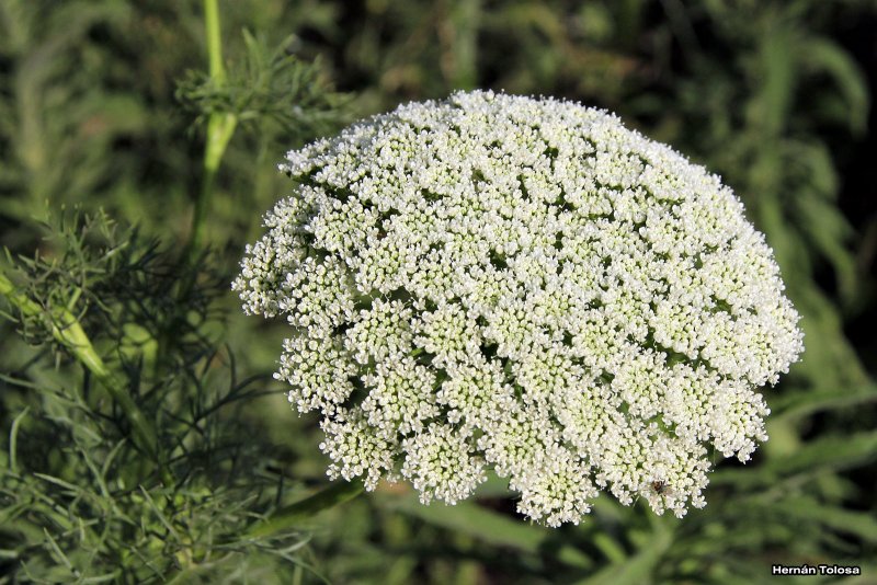 Дикая морковь – Queen Anne’s Lace