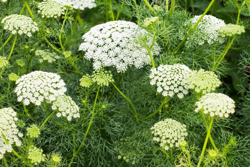 Амми Visnaga