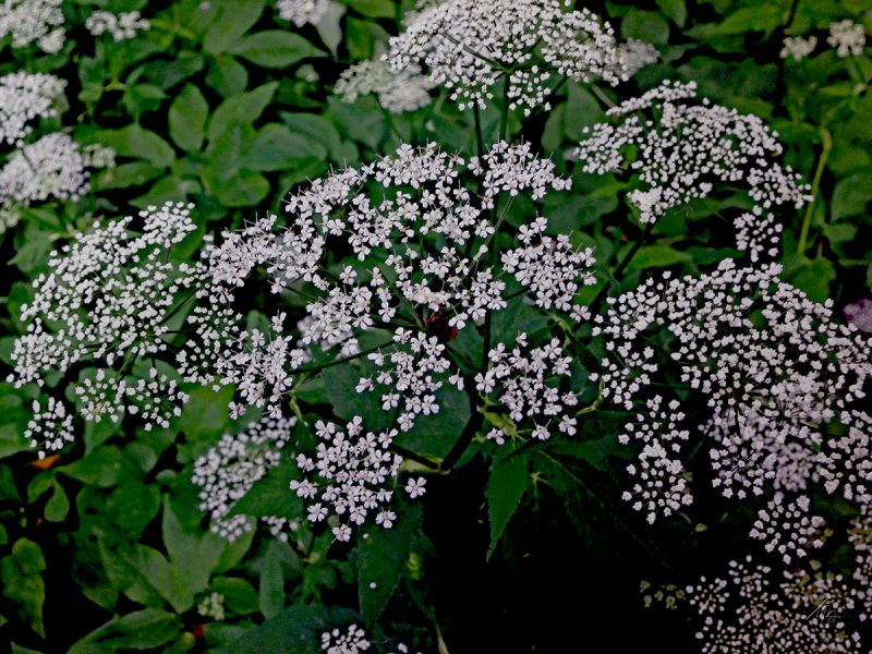 Ammi Visnaga растение