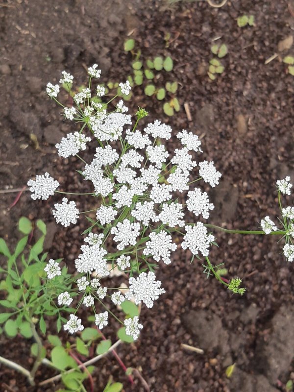 Амми (Ammi) majus Visnaga