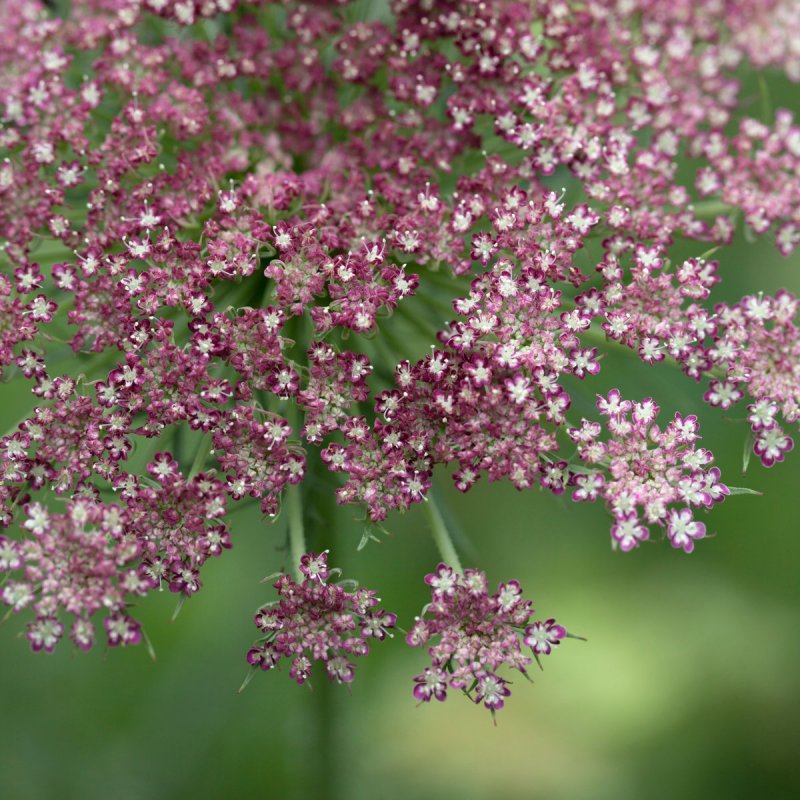 Daucus carota dara семена