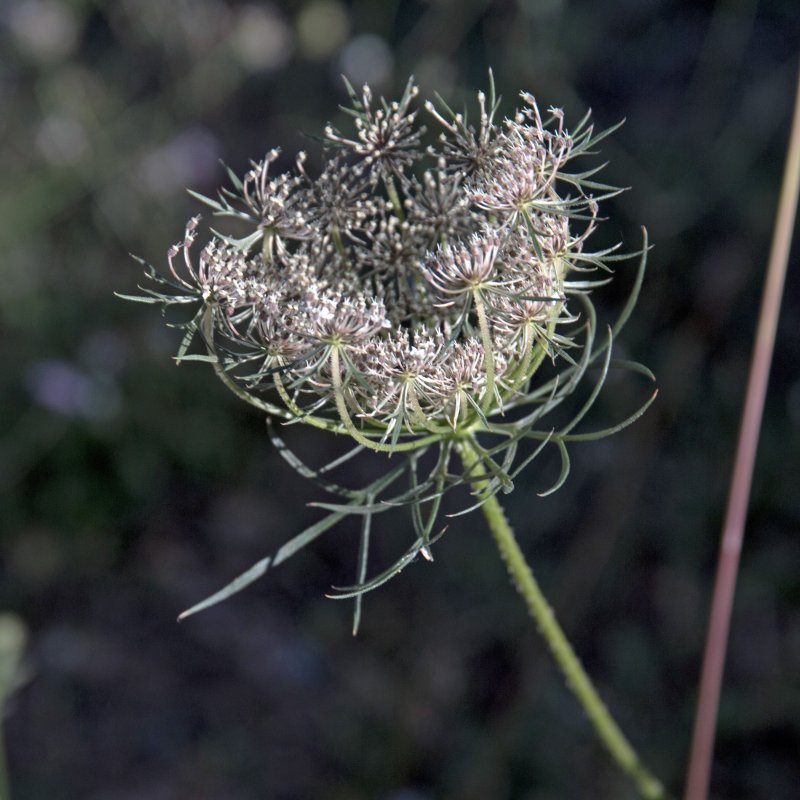 Морковь Дикая (Daucus carota)
