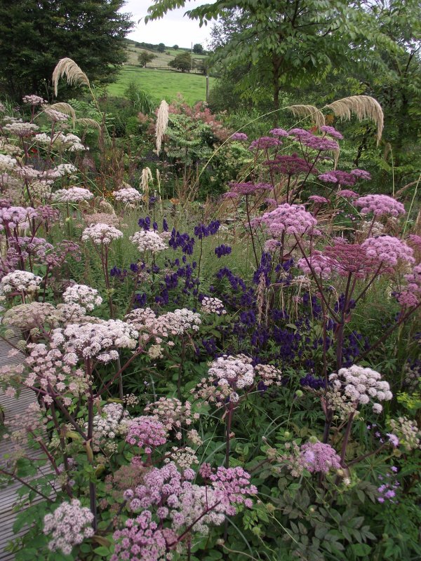 Ammi Visnaga растение