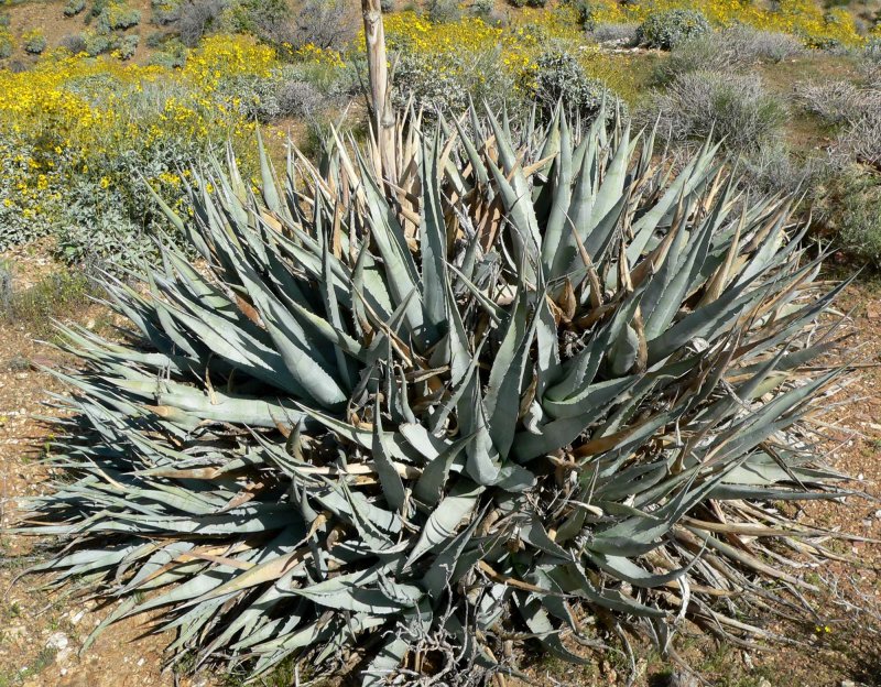 Юкка славная (Yucca Gloriosa)