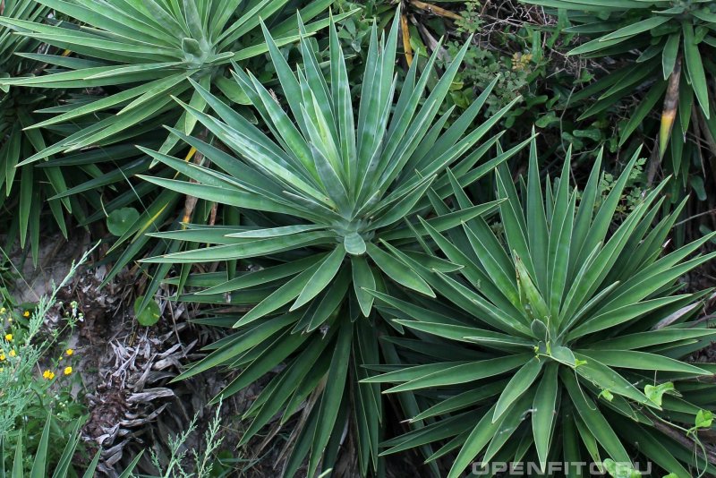 Hesperaloe parviflora Red Yucca