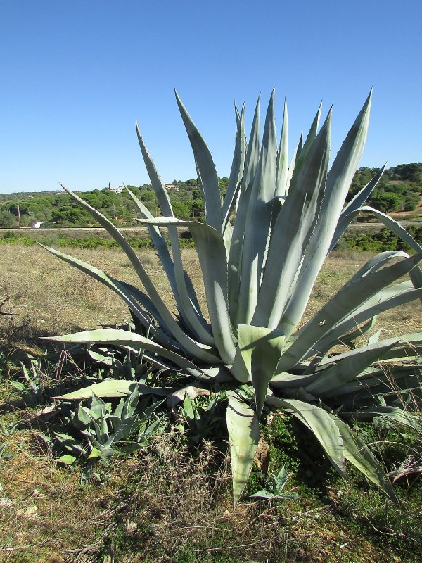 Agave bracteosa