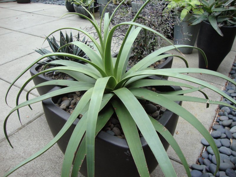 Callistemon linearis