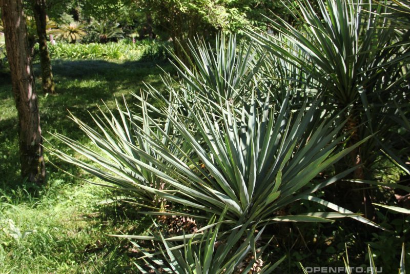Agave bracteosa