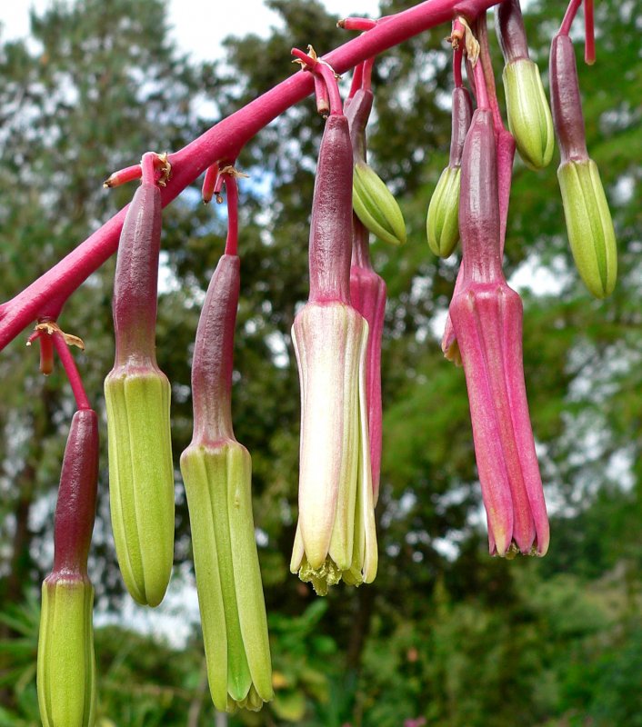Agave bracteosa