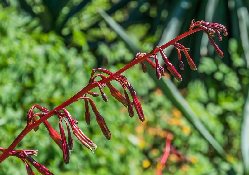Мексиканская Лилия (Beschorneria yuccoides)